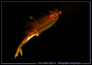 A Siphonophanes grubei (arround 1 cm). by Michel Lonfat 